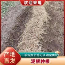 （推荐）鱼腥草泥根种根保质保量可视频看货