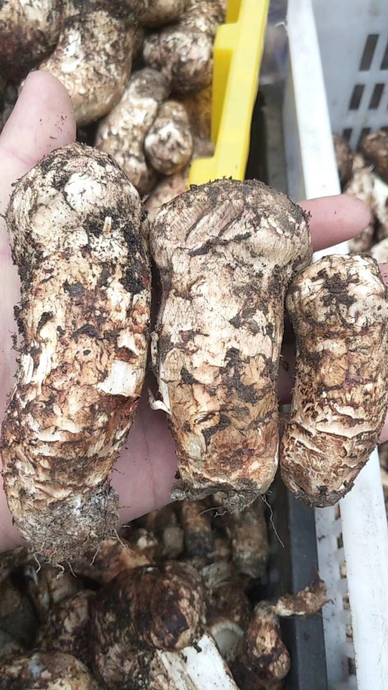 四川野生菌松茸全国发货量大价优欢迎联系诚信经营