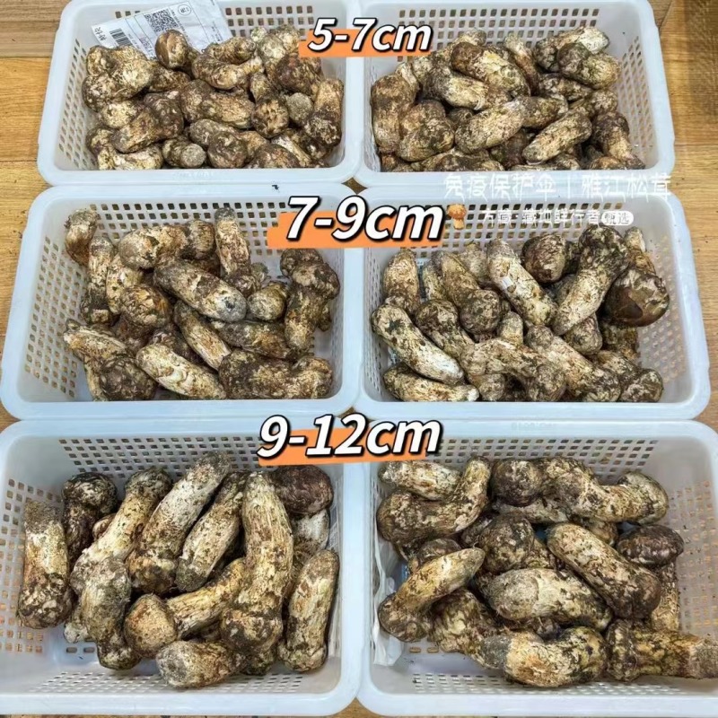 四川野生菌松茸全国发货量大价优欢迎联系诚信经营