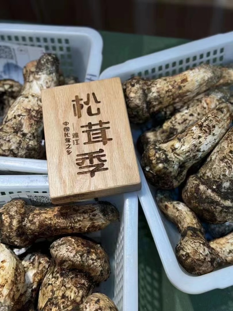 四川野生菌松茸全国发货量大价优欢迎联系诚信经营