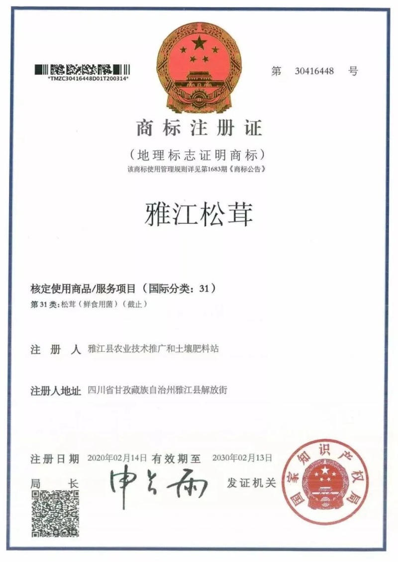 四川野生菌松茸全国发货量大价优欢迎联系诚信经营