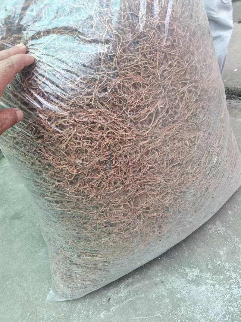 （推荐）鱼腥草干根保质保量可视频看货