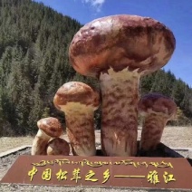 野生菌四川松茸全国发货量大价优欢迎联系诚信经营