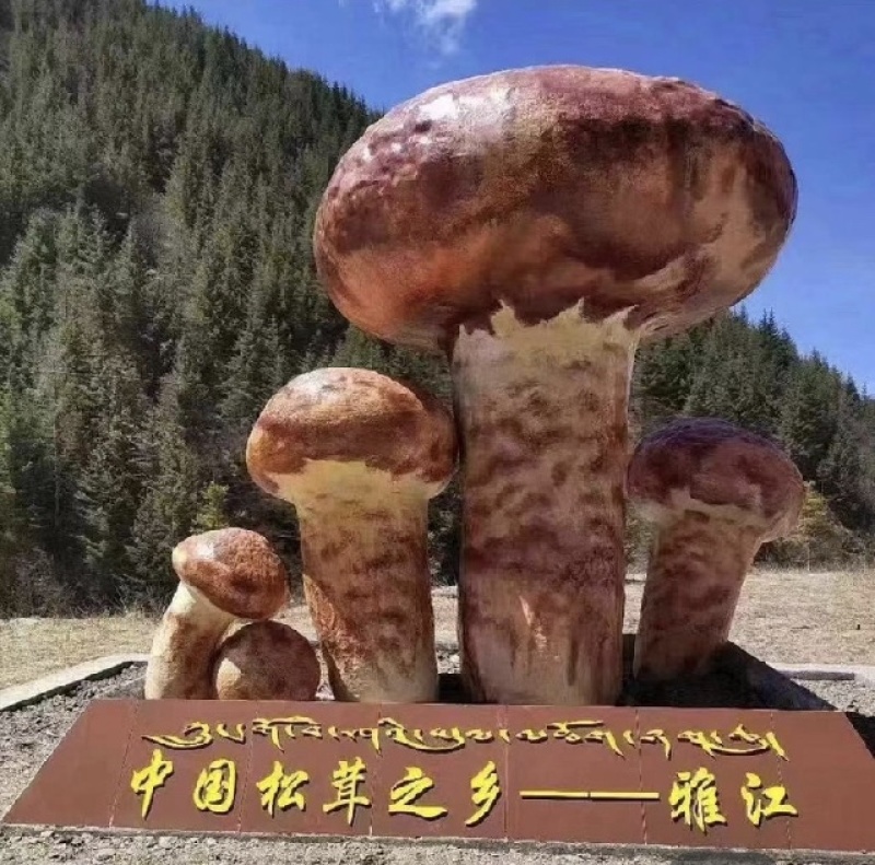 野生菌四川松茸全国发货量大价优欢迎联系诚信经营