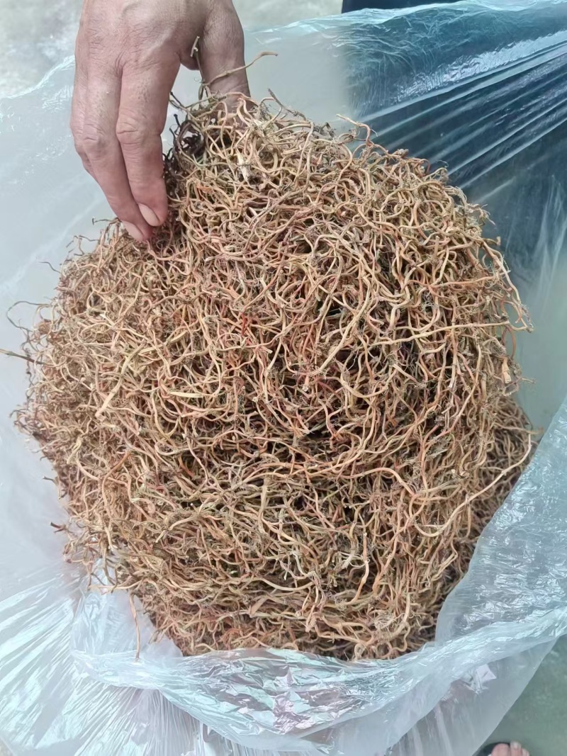 （推荐）鱼腥草干根保质保量可视频看货