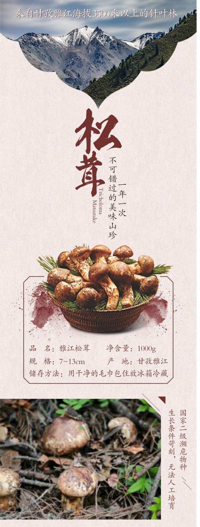 野生菌四川松茸全国发货量大价优欢迎联系诚信经营