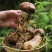 野生菌四川松茸全国发货量大价优欢迎联系诚信经营