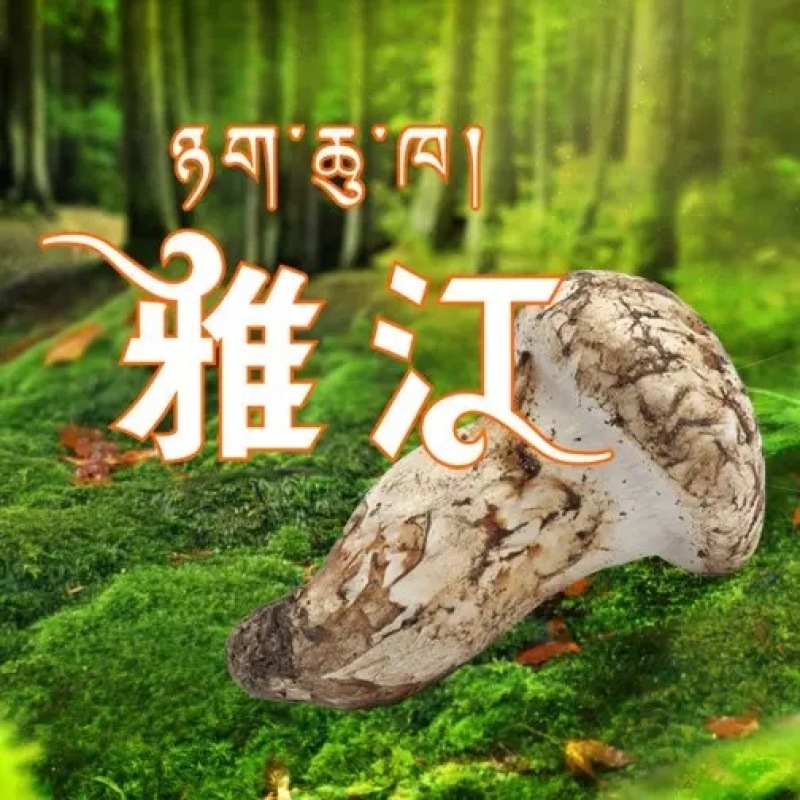 野生菌四川松茸全国发货量大价优欢迎联系诚信经营