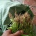 芹菜苗西芹苗苗圃直发量大从优提供技术支持欢迎来电