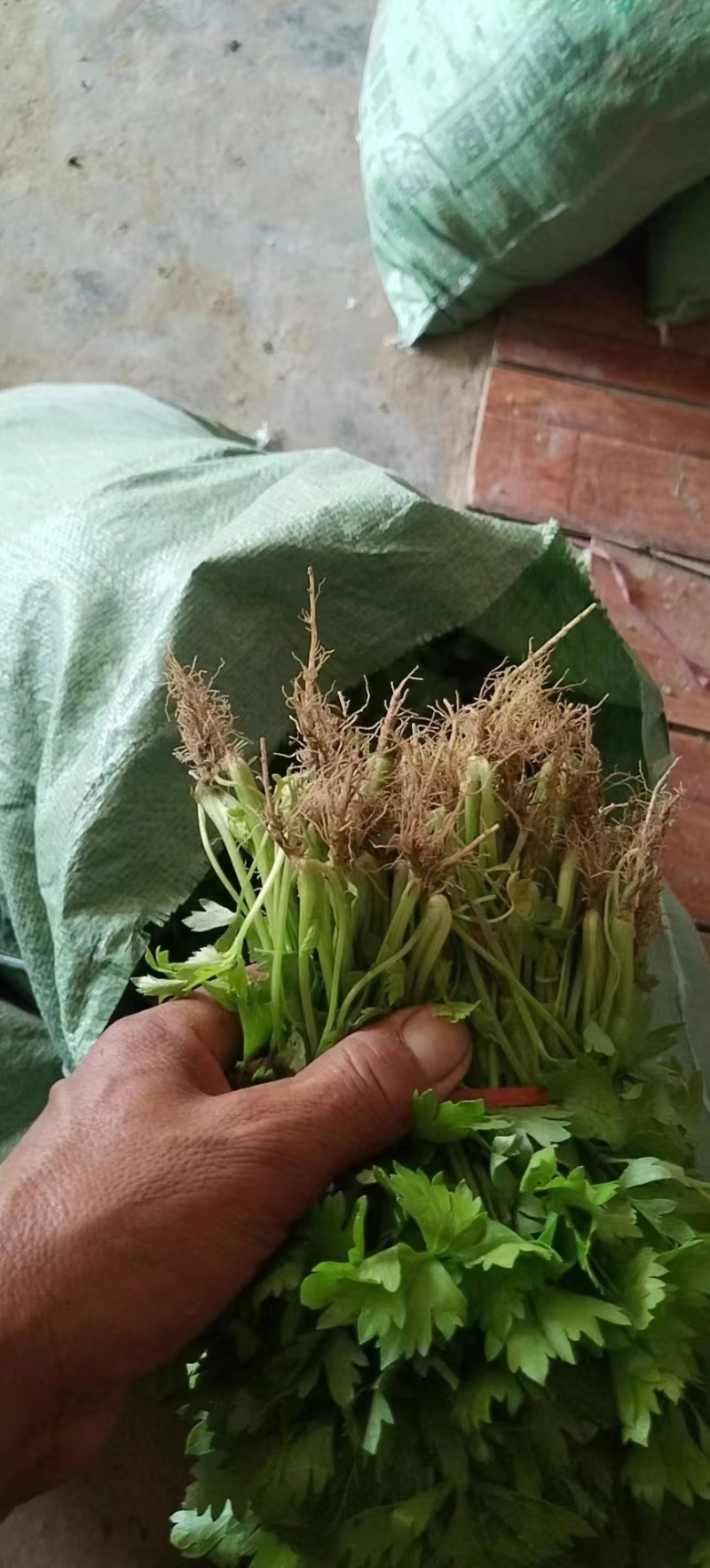 芹菜苗西芹苗苗圃直发量大从优提供技术支持欢迎来电