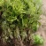 芹菜苗西芹苗苗圃直发量大从优提供技术支持欢迎来电