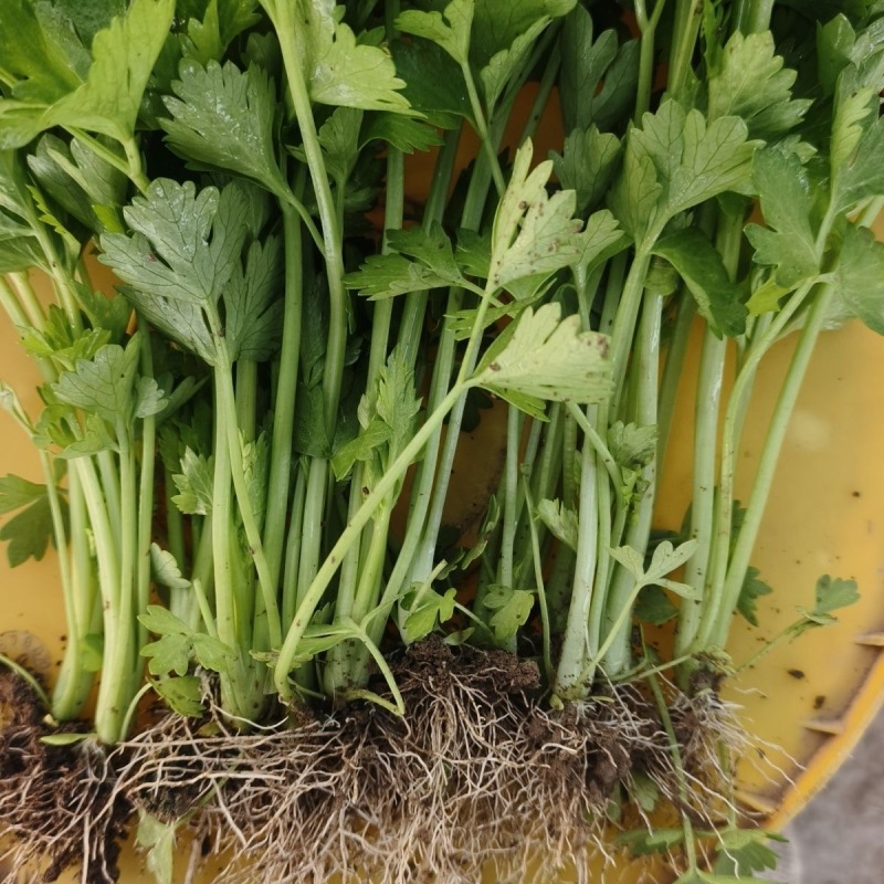 芹菜苗西芹苗苗圃直发量大从优提供技术支持欢迎来电