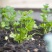 芹菜苗西芹苗苗圃直发量大从优提供技术支持欢迎来电