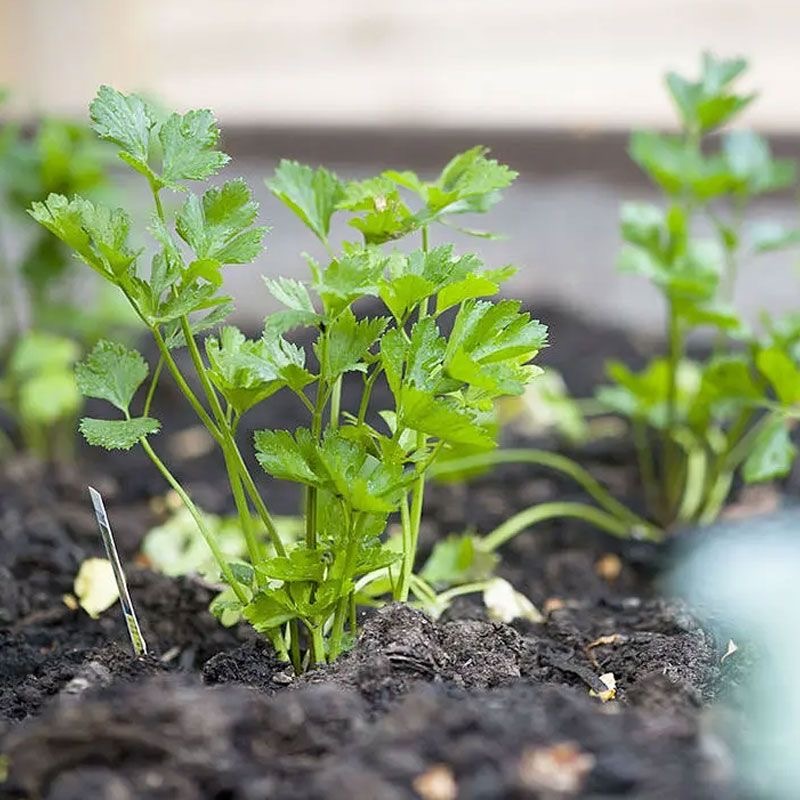 芹菜苗西芹苗苗圃直发量大从优提供技术支持欢迎来电