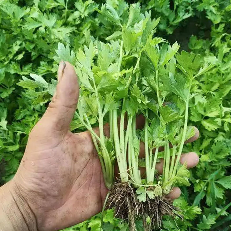 芹菜苗西芹苗苗圃直发量大从优提供技术支持欢迎来电