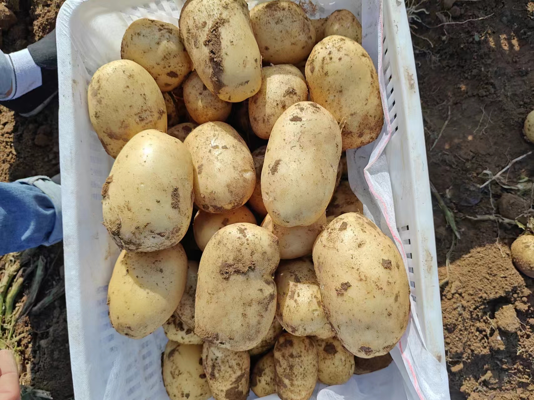 挑选新鲜、无芽点的土豆 挑选新鲜土豆