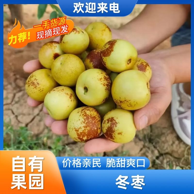沾化冬枣，社区团购一件代发量大价格低联系谈价