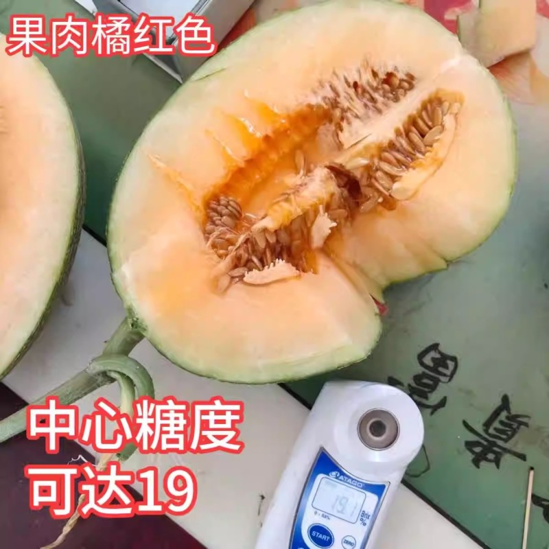禧蜜25哈密瓜种子中早熟果肉橘红酥脆多汁肉厚香甜