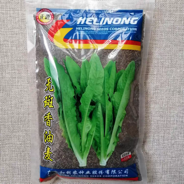 无斑香油麦菜种子中早熟耐热无斑点端尖直立香味清爽