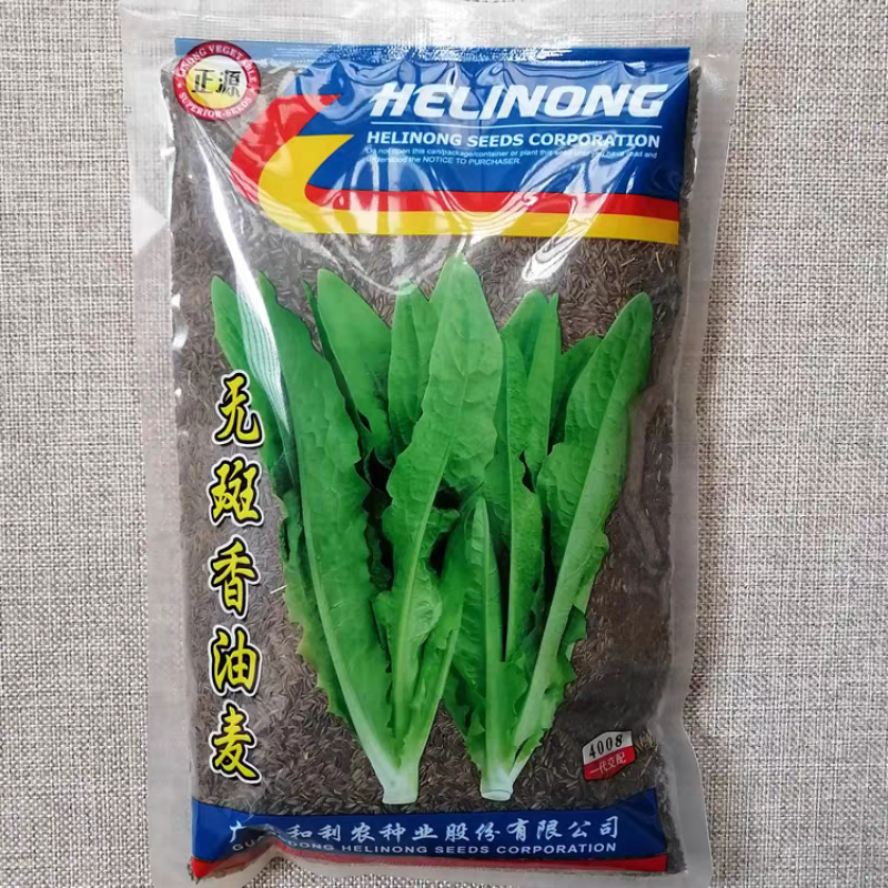 无斑香油麦菜种子中早熟耐热无斑点端尖直立香味清爽