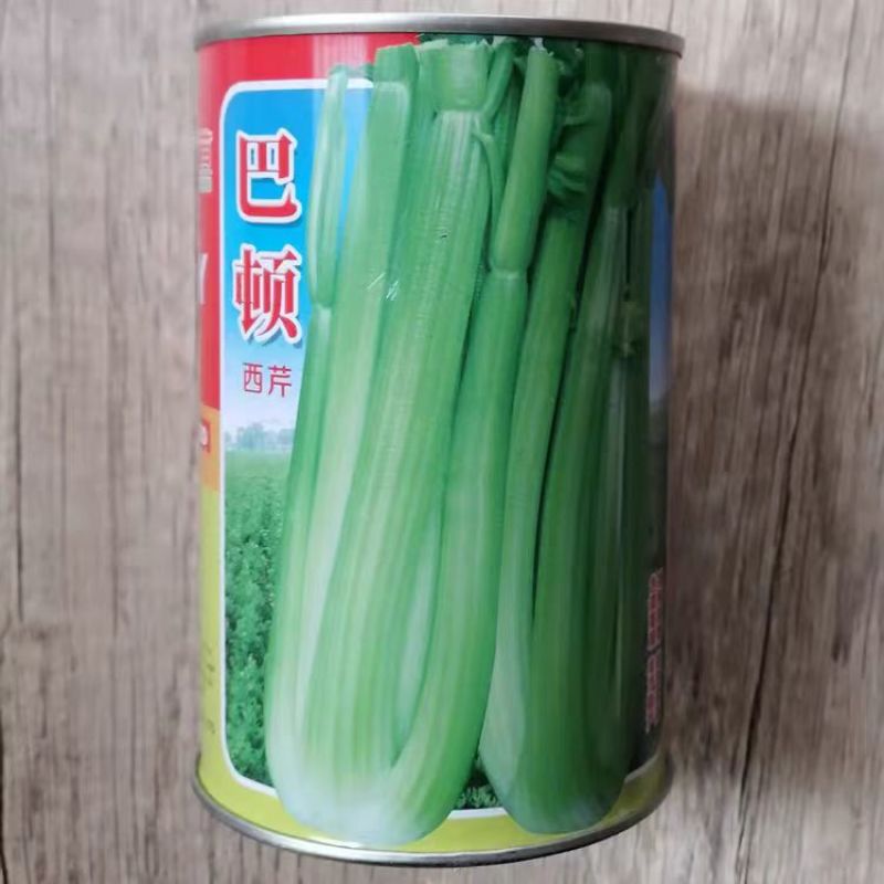 巴顿西芹种子叶柄翠绿口感脆嫩植株高大抗病