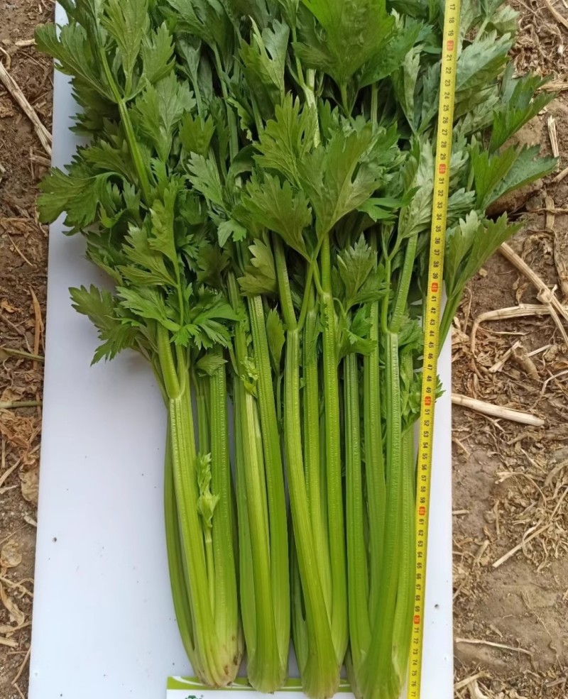 巴顿西芹种子叶柄翠绿口感脆嫩植株高大抗病