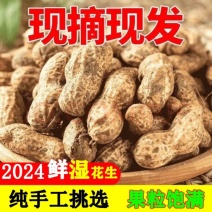 2024年新鲜湿花生粉皮带薄皮壳带泥新鲜花生批发带泥水煮