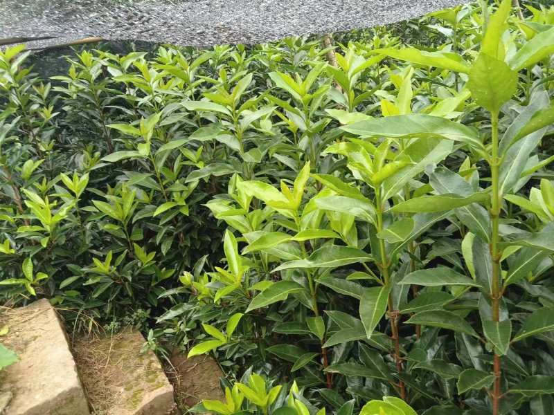 【推荐】珊瑚树产地直发专业种植品质保障可看货欢迎