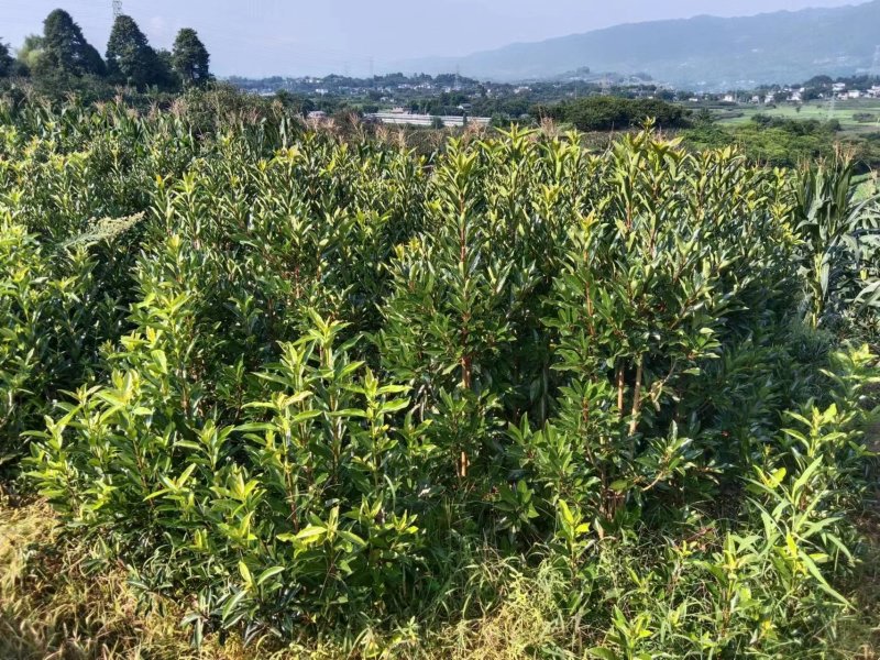 【推荐】珊瑚树产地直发专业种植品质保障可看货欢迎