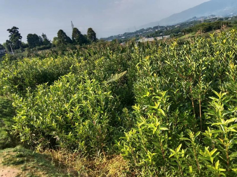 【推荐】珊瑚树产地直发专业种植品质保障可看货欢迎