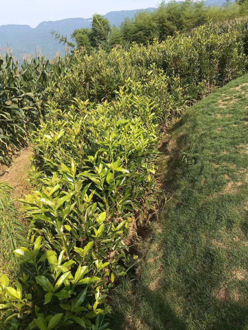 【推荐】珊瑚树产地直发专业种植品质保障可看货欢迎