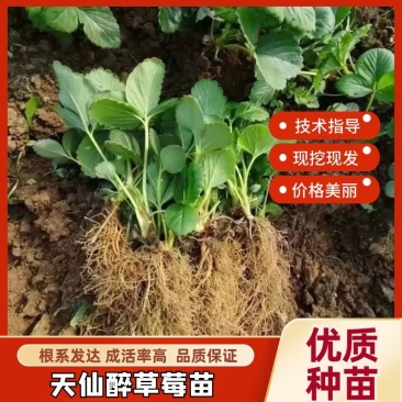 安徽天仙醉草莓苗技术支持苗厂直发自家货源欢迎咨询