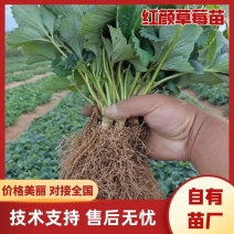 红颜草莓苗自有苗厂种植安徽阜阳草莓苗苗场直发