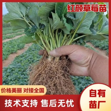 红颜草莓苗自有苗厂种植安徽阜阳草莓苗苗场直发