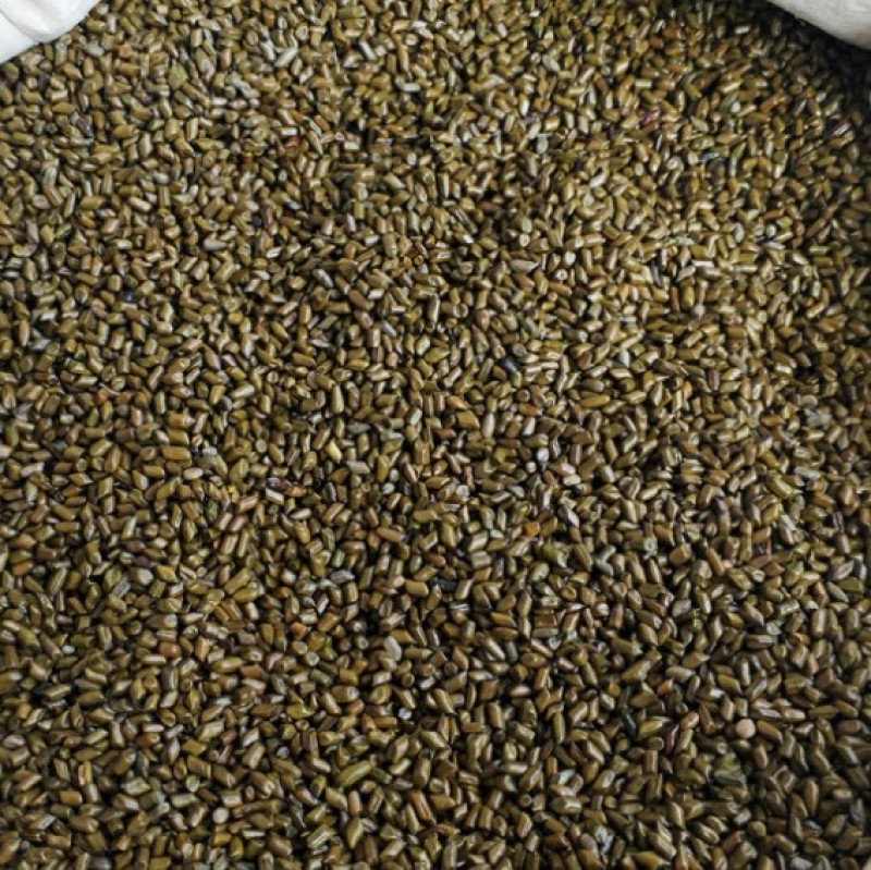 决明子散装批量批发炒熟决明子茶决明子玩具沙儿童沙滩枕头中