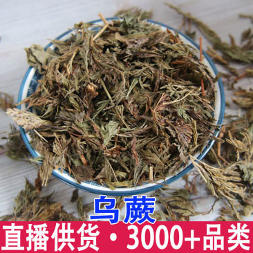 乌蕨乌韭大叶金花草野鸡尾细叶凤凰尾干品