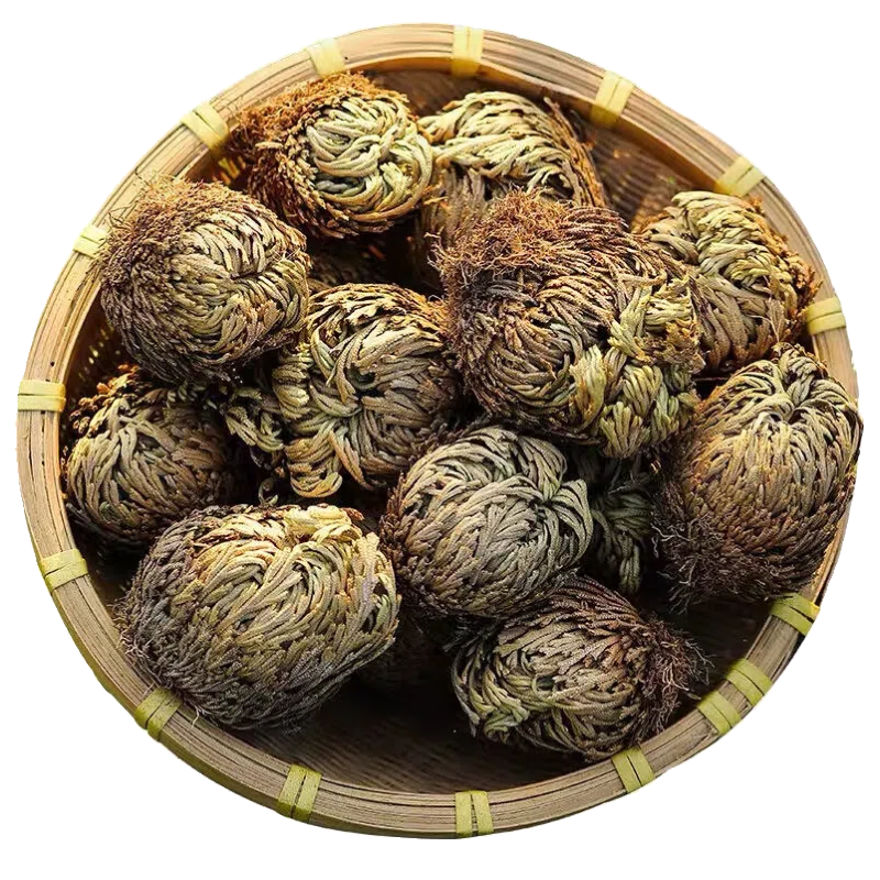 小叶卷柏正品卷伯植物九死还魂草卷伯草还阳草不死草石