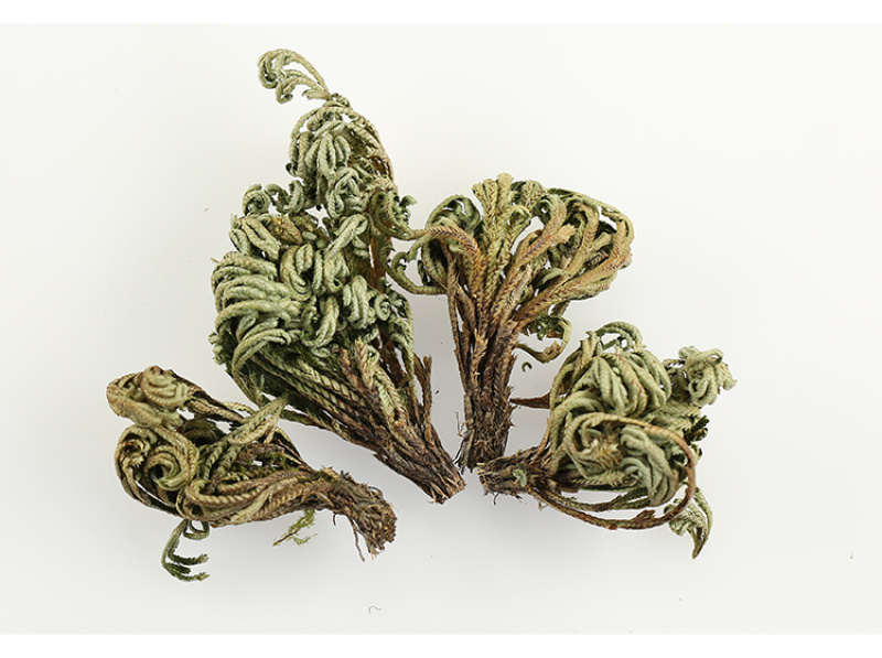 小叶卷柏正品卷伯植物九死还魂草卷伯草还阳草不死草石
