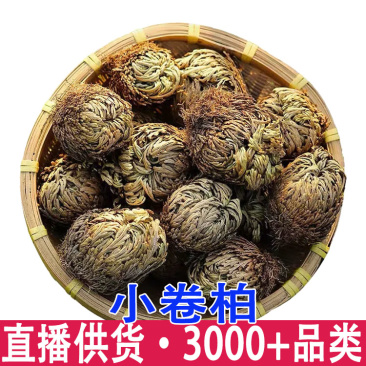 小叶卷柏正品卷伯植物九死还魂草卷伯草还阳草不死草石