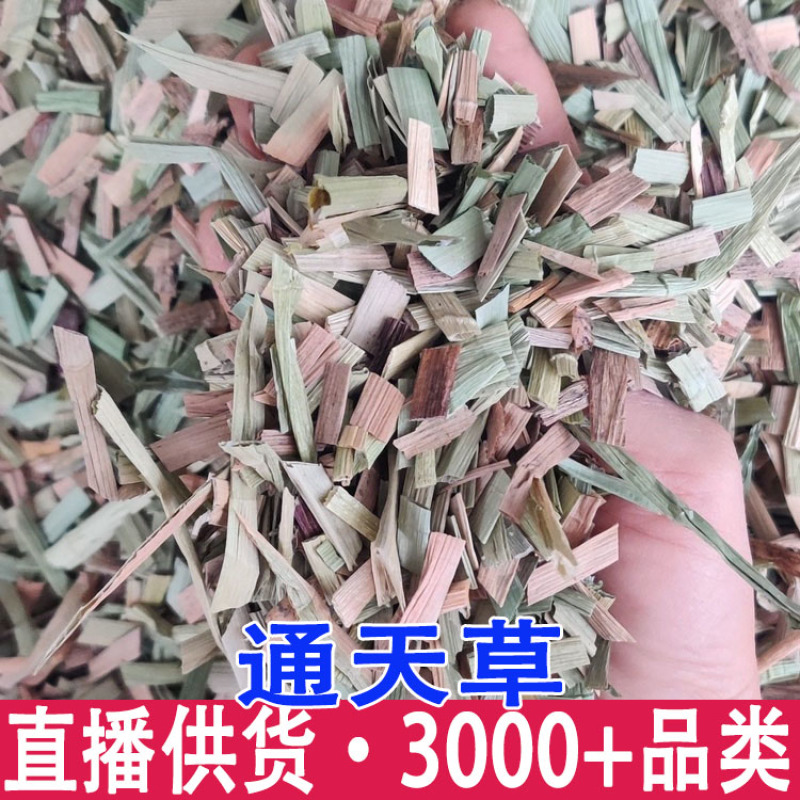 通天草荸荠梗地栗梗荸荠苗材批发量大从