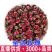 金边玫瑰花茶金边玫瑰花一件代发