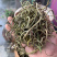 云南化石草猫须草肾精草正宗农户深山采挖自然晾晒