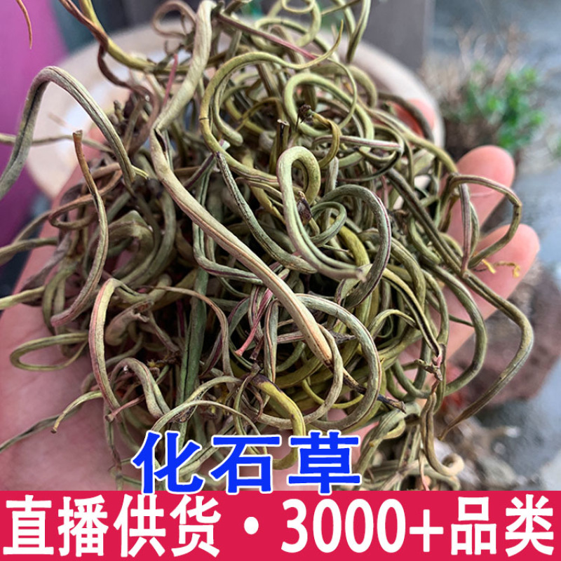 云南化石草猫须草肾精草正宗农户深山采挖自然晾晒