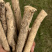 云南黄芪特级深山采挖老根整根批发量大从优