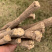 云南黄芪特级深山采挖老根整根批发量大从优