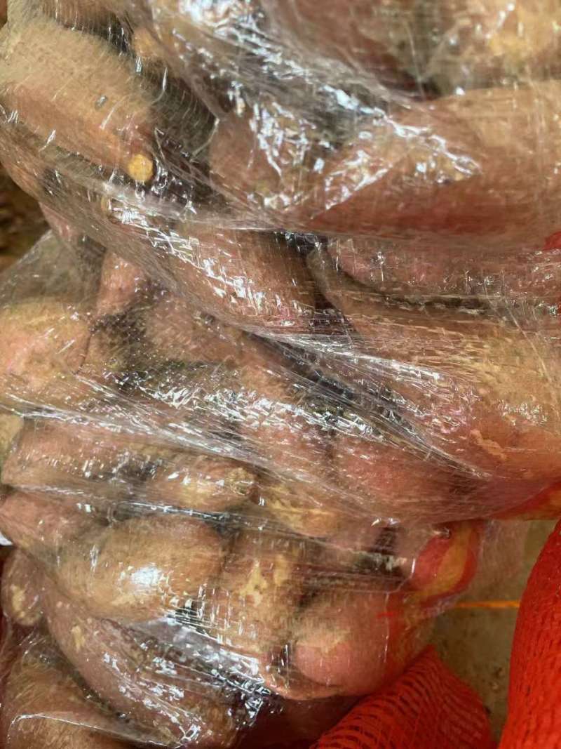 龙九红薯品质保证支持视频看货发往全国市场！
