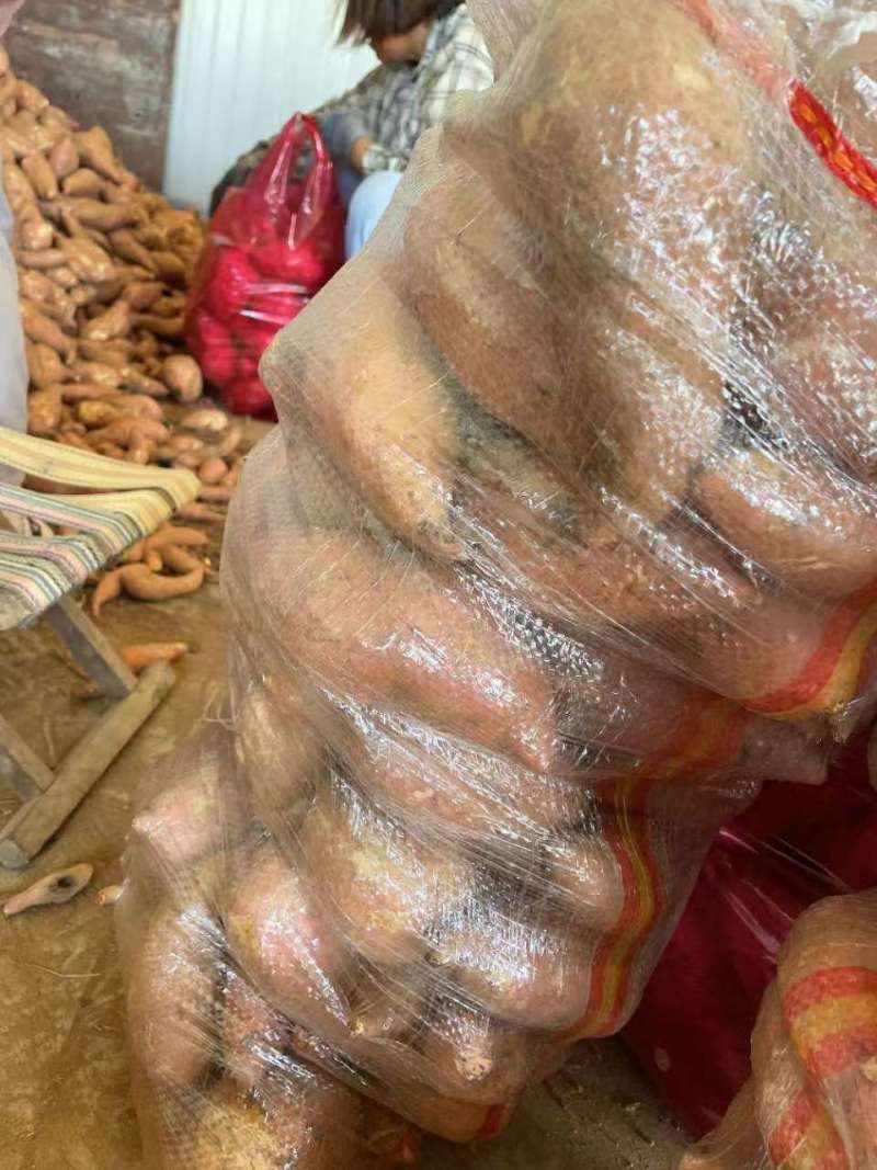 龙九红薯品质保证支持视频看货发往全国市场！