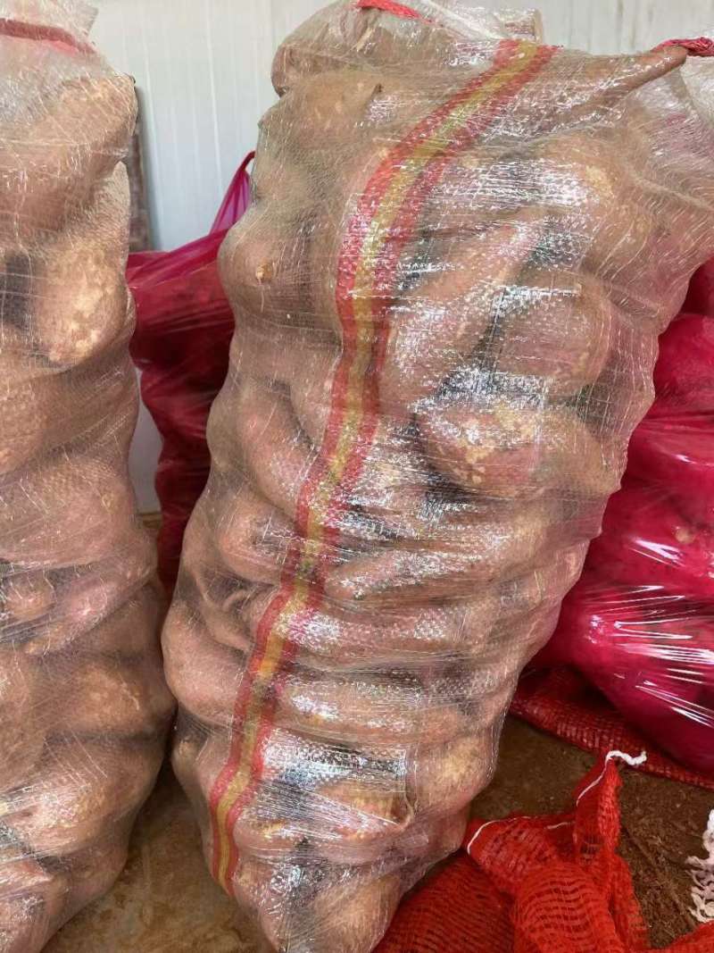 龙九红薯品质保证支持视频看货发往全国市场！