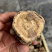 云南当归头腾冲高黎贡山农户深山无熏硫煲汤泡酒可切片批