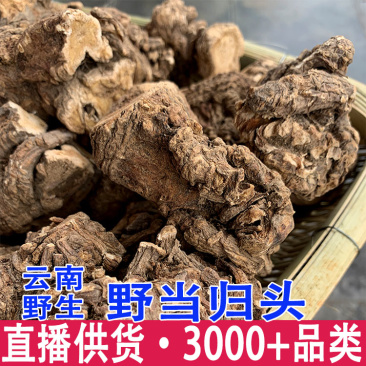 云南当归头腾冲高黎贡山农户深山无熏硫煲汤泡酒可切片批